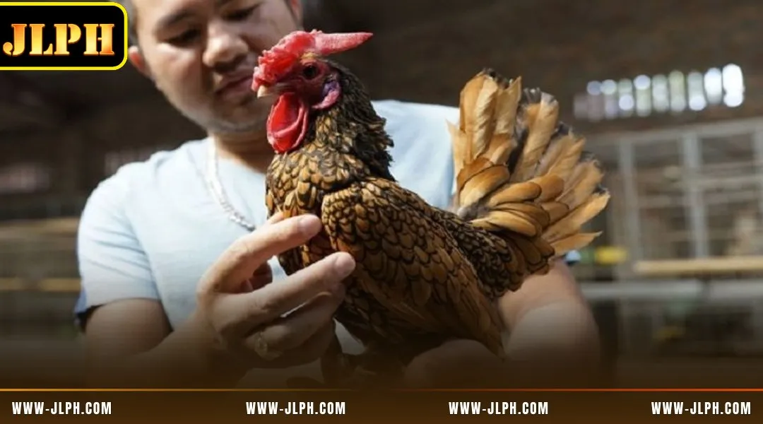 Discover the complete list of DS88's exclusive game arena