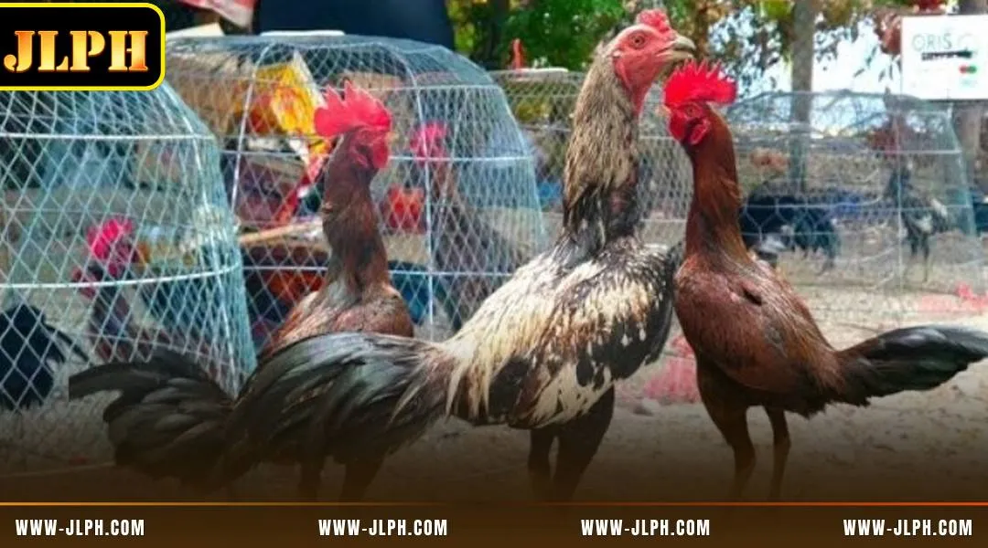 How to discover the unique features of DS88 arena today