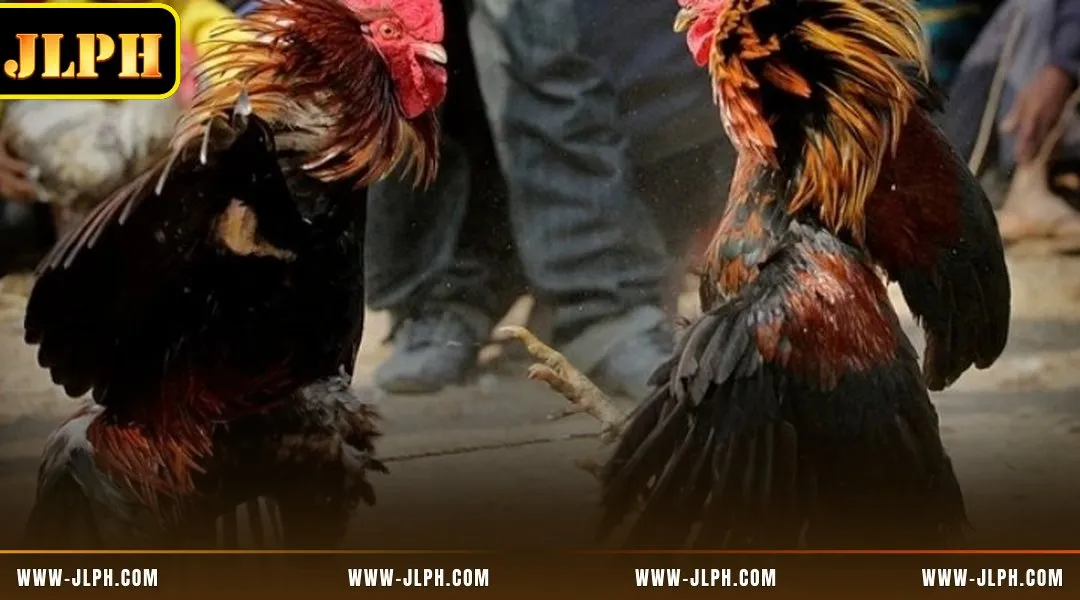 The ultimate blueprint for maximizing success at DS88