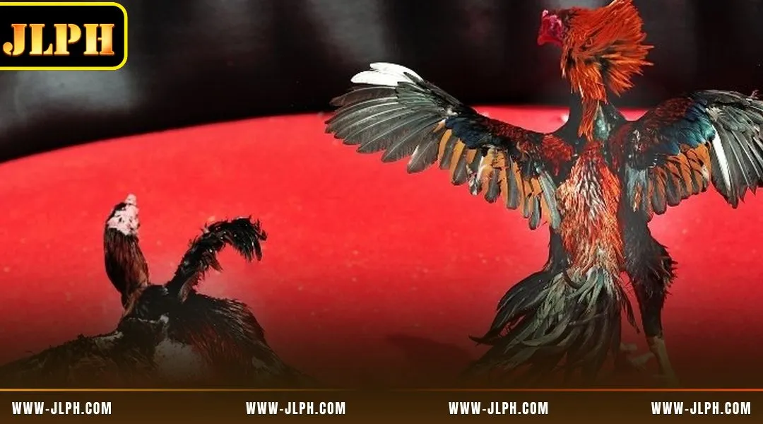 Unlock premium cockfighting with the elite WS168