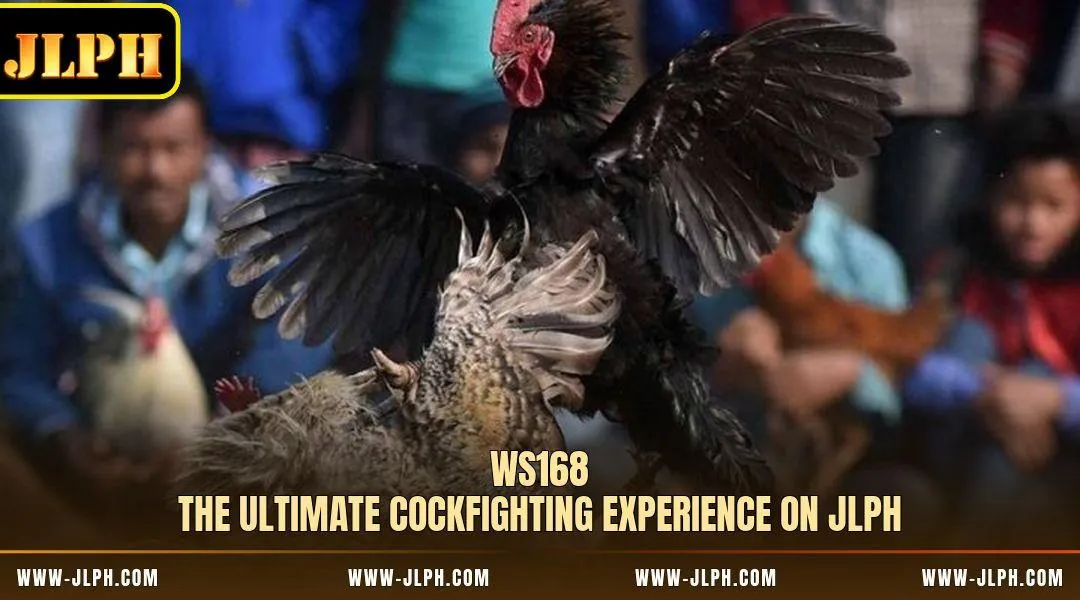 WS168 - The Ultimate Cockfighting Experience On JLPH